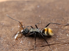 Polyrhachis angusta