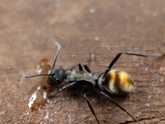 Polyrhachis angusta