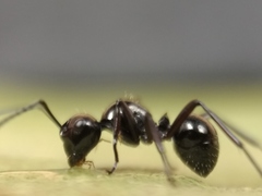 Polyrhachis pilosa