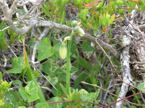Albuca cooperi