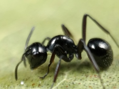 Polyrhachis pilosa