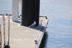 Chroicocephalus novaehollandiae