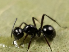 Polyrhachis pilosa
