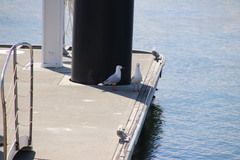 Chroicocephalus novaehollandiae