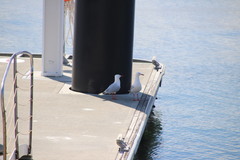 Chroicocephalus novaehollandiae