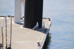 Chroicocephalus novaehollandiae