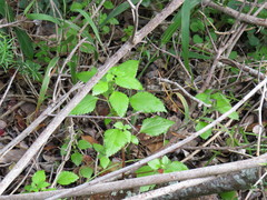 Didymodoxa capensis capensis