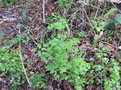 Cysticapnos cracca