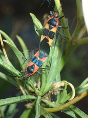 Oncopeltus fasciatus