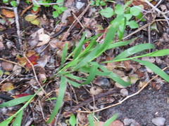 Ehrharta erecta erecta