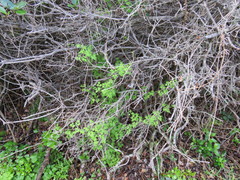 Cysticapnos cracca