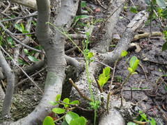 Cysticapnos cracca