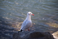 Chroicocephalus novaehollandiae