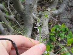 Cysticapnos cracca