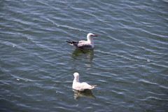 Chroicocephalus novaehollandiae