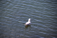 Chroicocephalus novaehollandiae