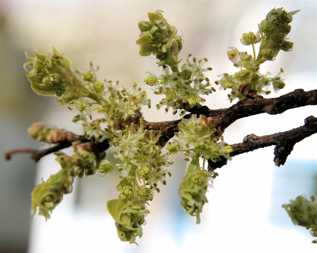 Hackberry (Trees of Manitoba) · iNaturalist