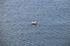 Chroicocephalus novaehollandiae