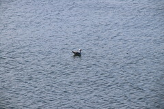 Chroicocephalus novaehollandiae