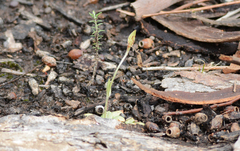 Pterostylis nana