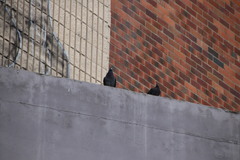 Columba livia domestica