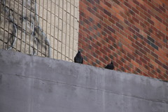 Columba livia domestica