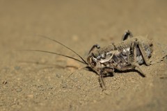 Cyphoderris monstrosa