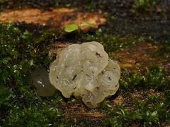 Tremella globispora