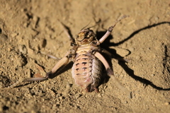 Cyphoderris monstrosa