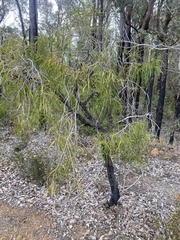 Persoonia longifolia