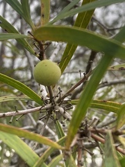 Persoonia longifolia