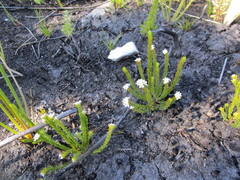 Lachnaea diosmoides