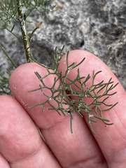 Stirlingia simplex