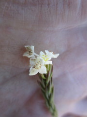 Lachnaea diosmoides