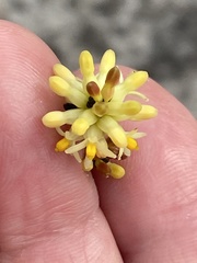 Stirlingia simplex