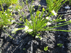 Lachnaea diosmoides