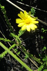 Ursinia trifida