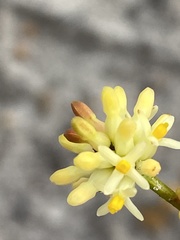 Stirlingia simplex