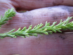 Ursinia trifida