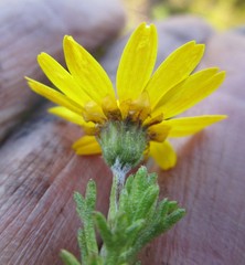 Ursinia trifida
