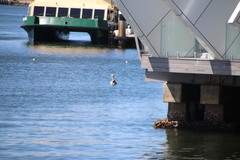 Pelecanus conspicillatus