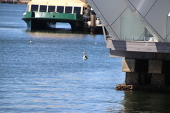 Pelecanus conspicillatus