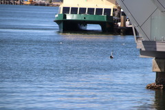 Pelecanus conspicillatus