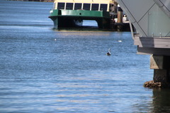 Pelecanus conspicillatus