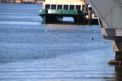 Pelecanus conspicillatus