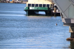 Pelecanus conspicillatus