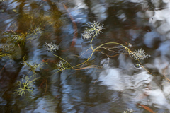 Ranunculus inundatus