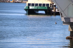 Pelecanus conspicillatus