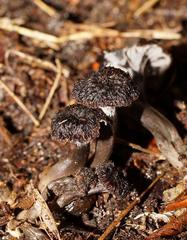 Craterellus australis