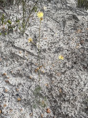 Stirlingia simplex
